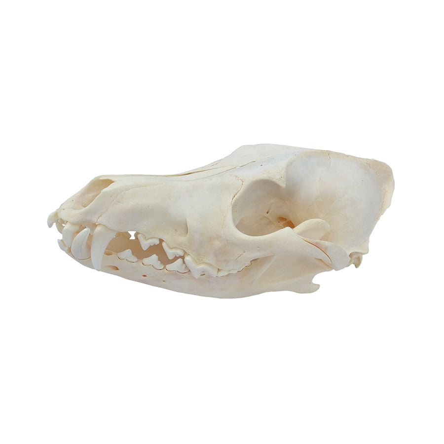 Coyote Skull