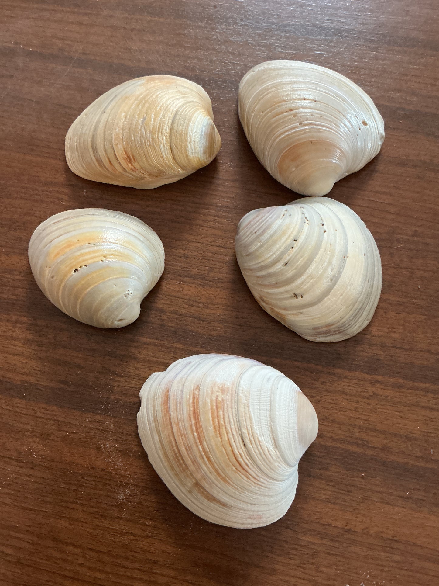 Large Seashells