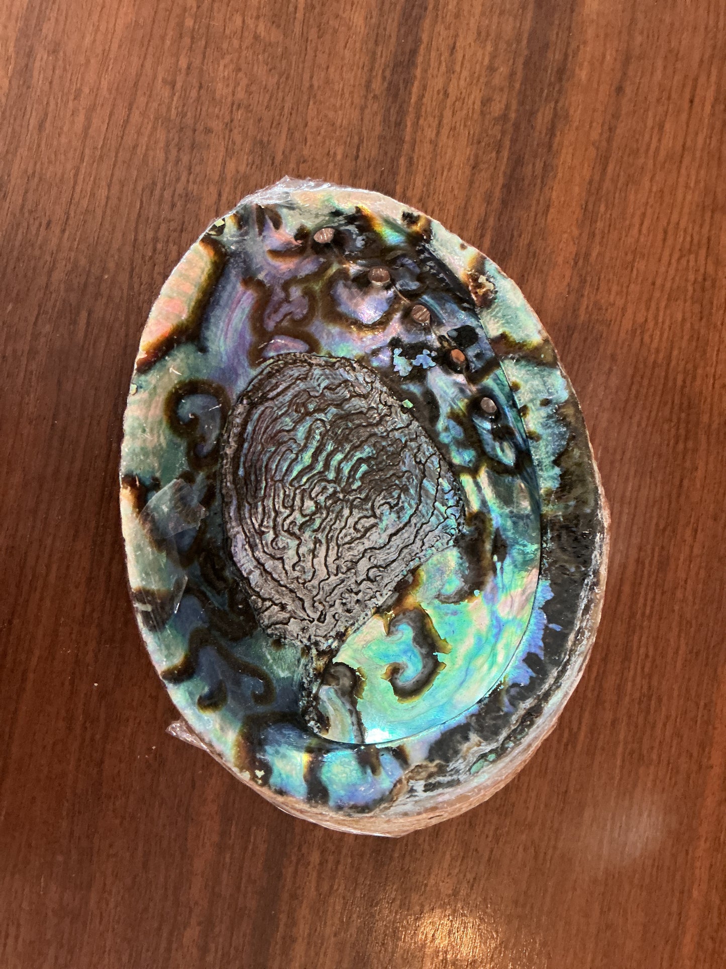 Green Abalone Shell, 6-7"