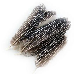 Guinea Hen Wing Feather