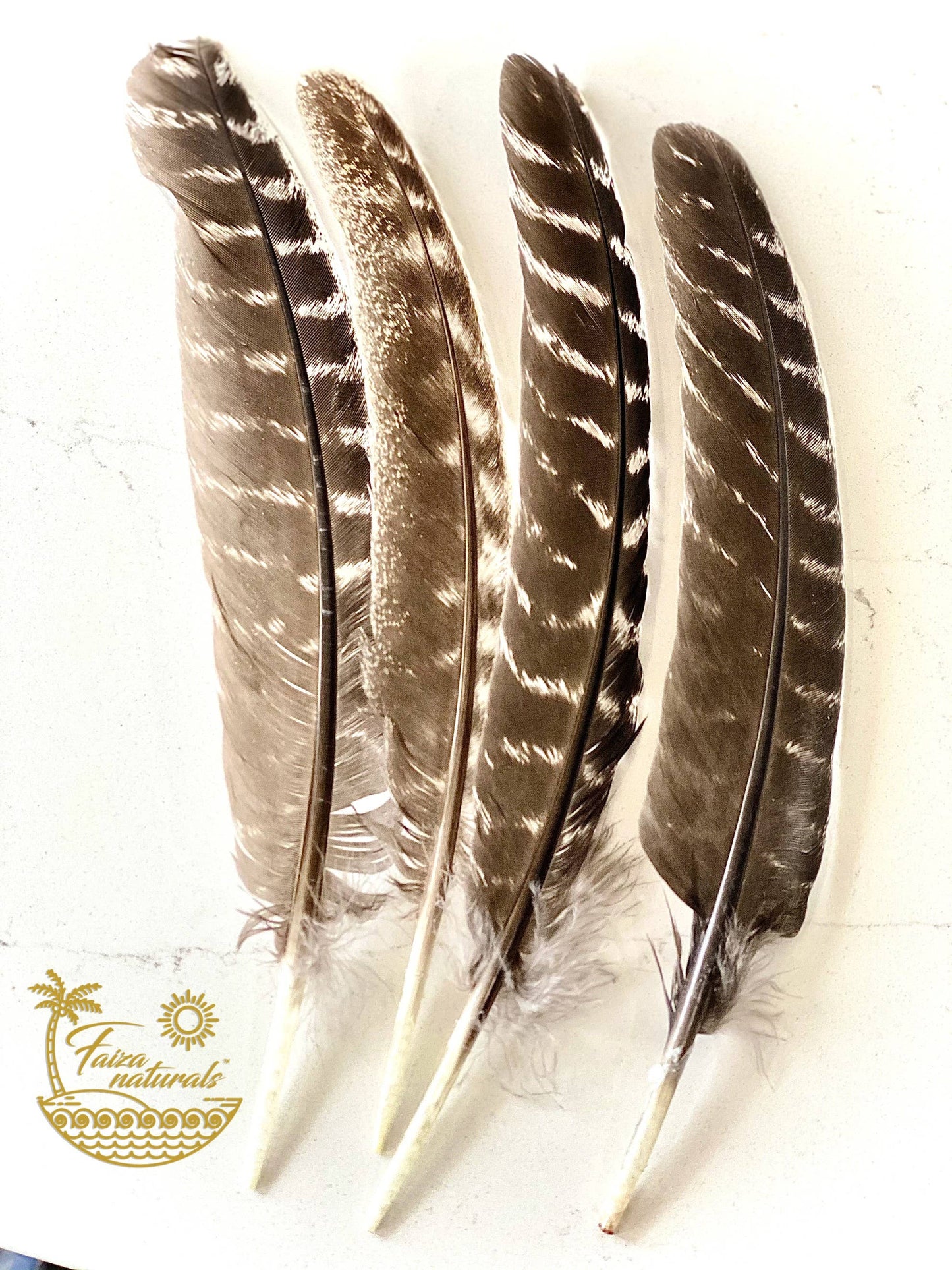 Turkey Feathers