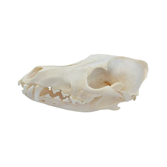 Coyote Skull