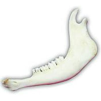 Bison Jawbone