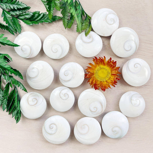 Natural Round Shiva Shell