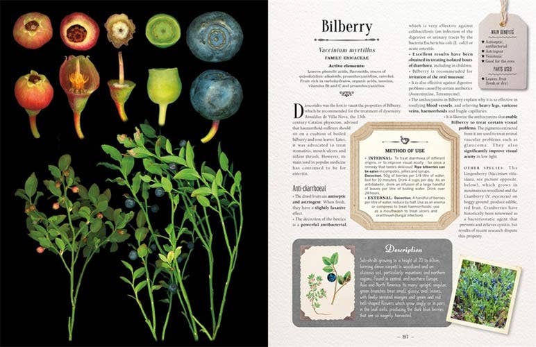 100 Plants That Heal:  Illustrated Herbarium Medicinal Plant by Gerard Debuigne & Francois Couplan