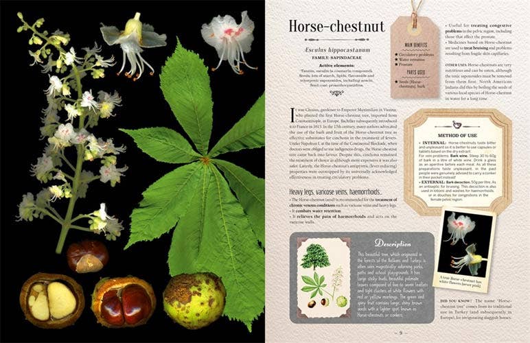 100 Plants That Heal:  Illustrated Herbarium Medicinal Plant by Gerard Debuigne & Francois Couplan
