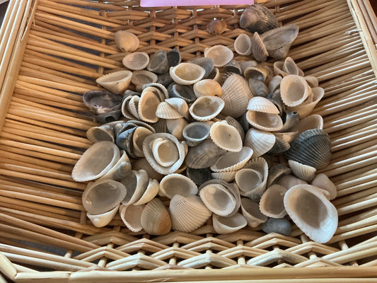 Small Seashells