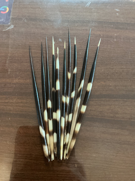Porcupine Quils