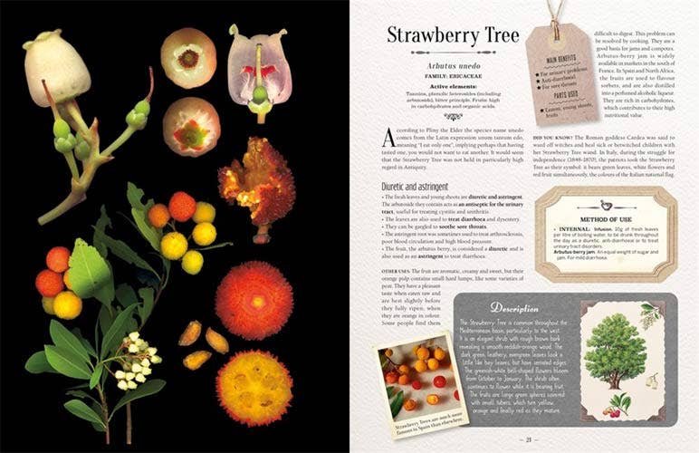 100 Plants That Heal:  Illustrated Herbarium Medicinal Plant by Gerard Debuigne & Francois Couplan