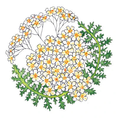 Soulflower Intention Setting Temporary Tattoos