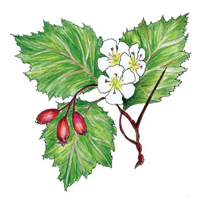 Soulflower Intention Setting Temporary Tattoos