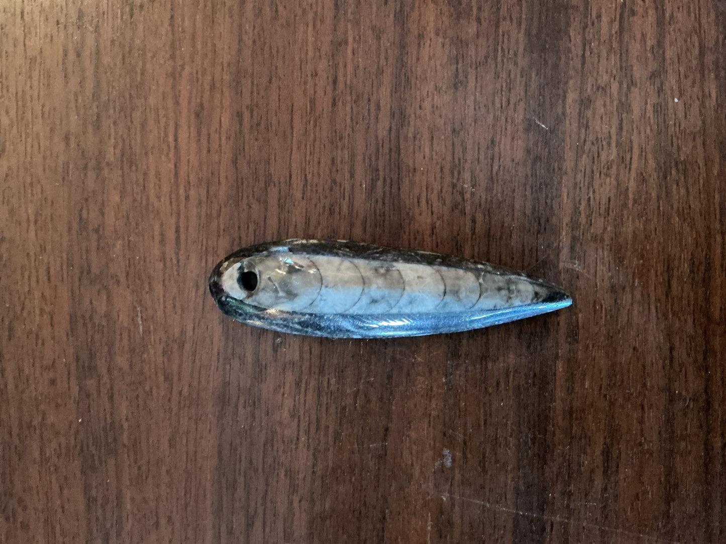 Orthoceras Fossil Pendants