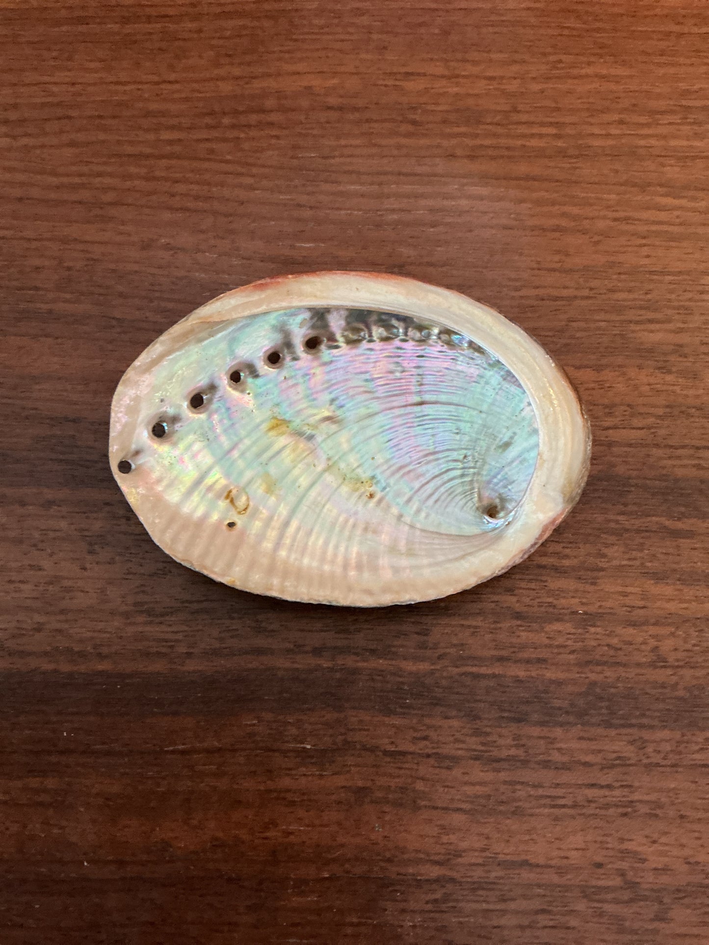 Threaded Abalone Shell, 3-4"