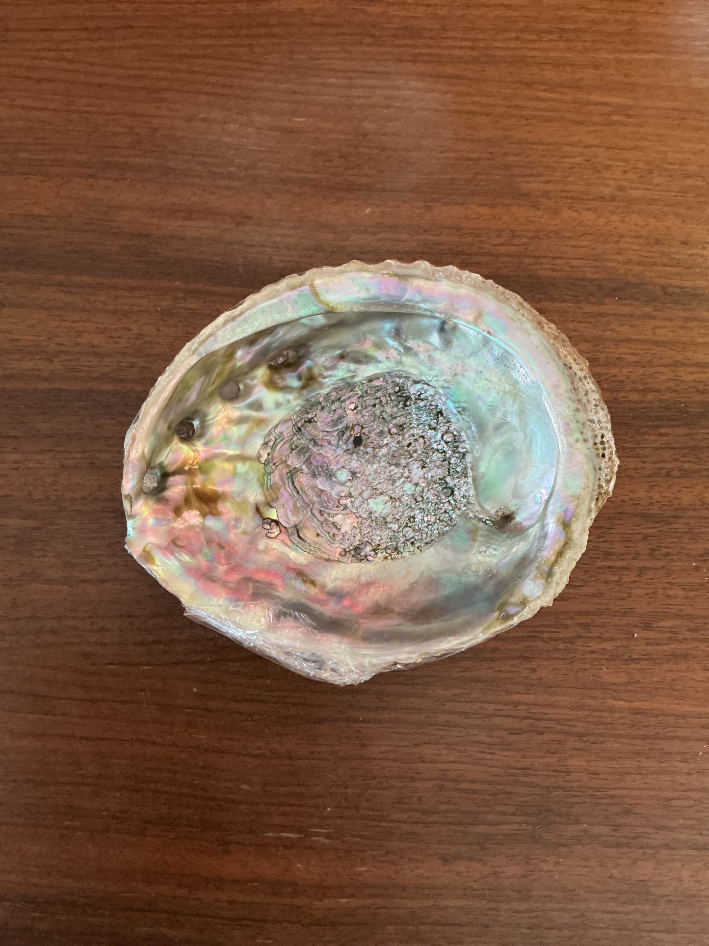 Green Ablalone Shell, 5-6"