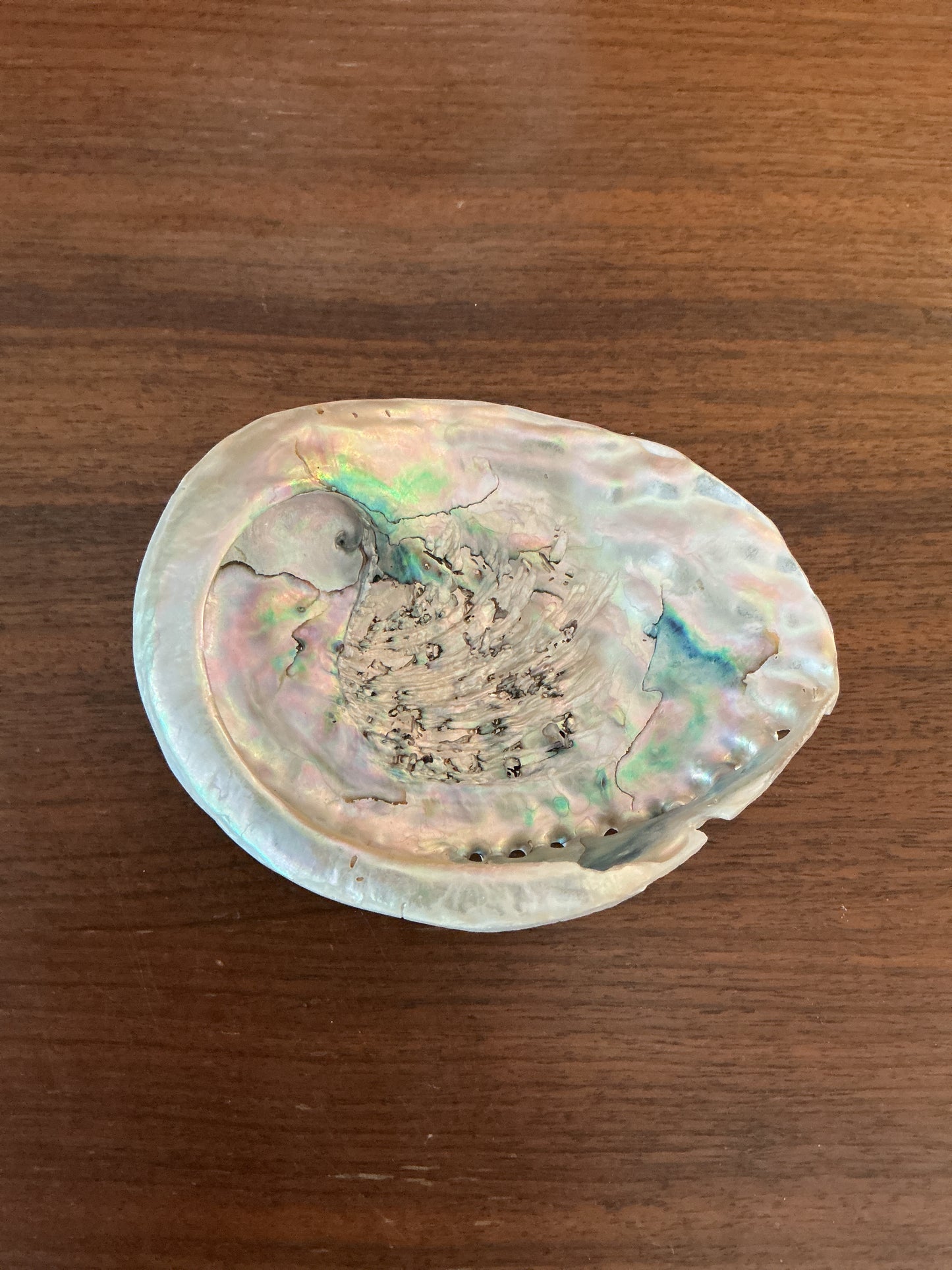 White Abalone Shells 5"-6"