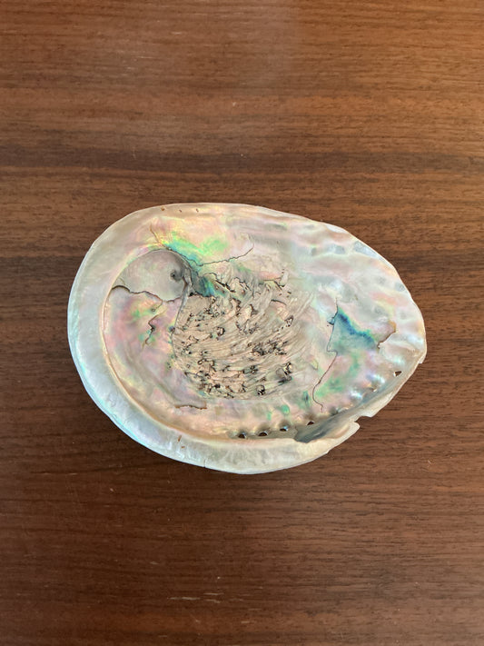 White Abalone Shells 5"-6"